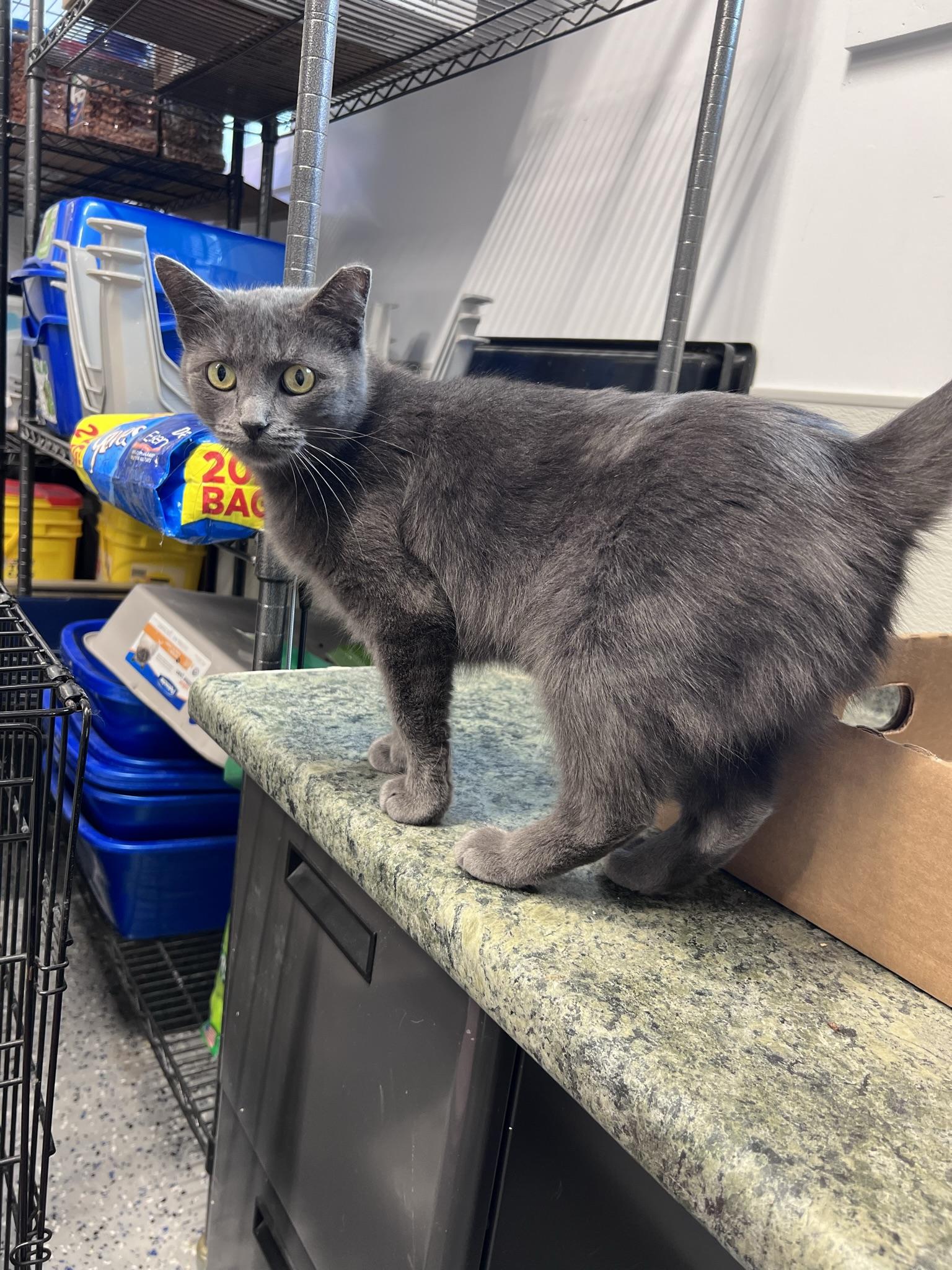 Enlarge Gigi, a Adopted Domestic Short Hair in Brighton, MI image 4/6