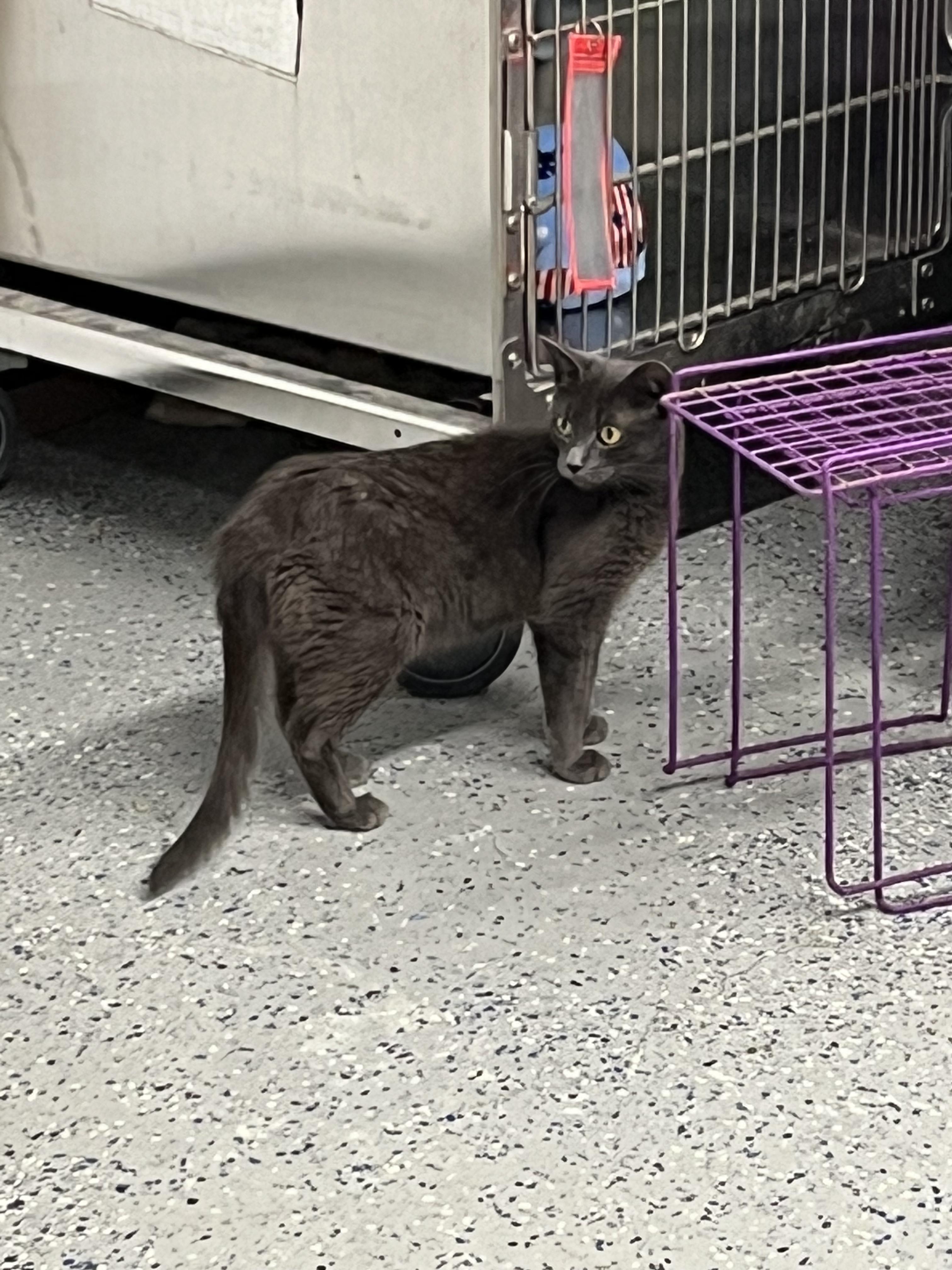 Enlarge Gigi, a Adopted Domestic Short Hair in Brighton, MI image 5/6