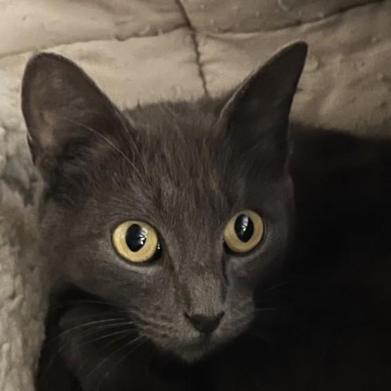 Enlarge Gigi, a Adopted Domestic Short Hair in Brighton, MI image 6/6