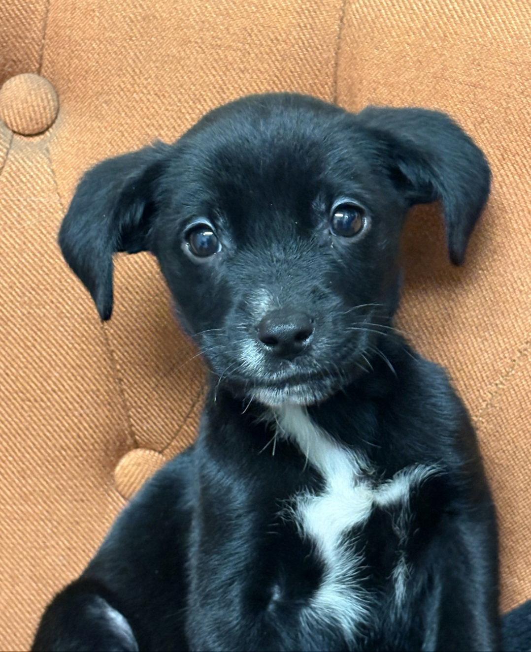Enlarge Zeus, a Adoptable Labrador Retriever in Sanford, FL image 1/1