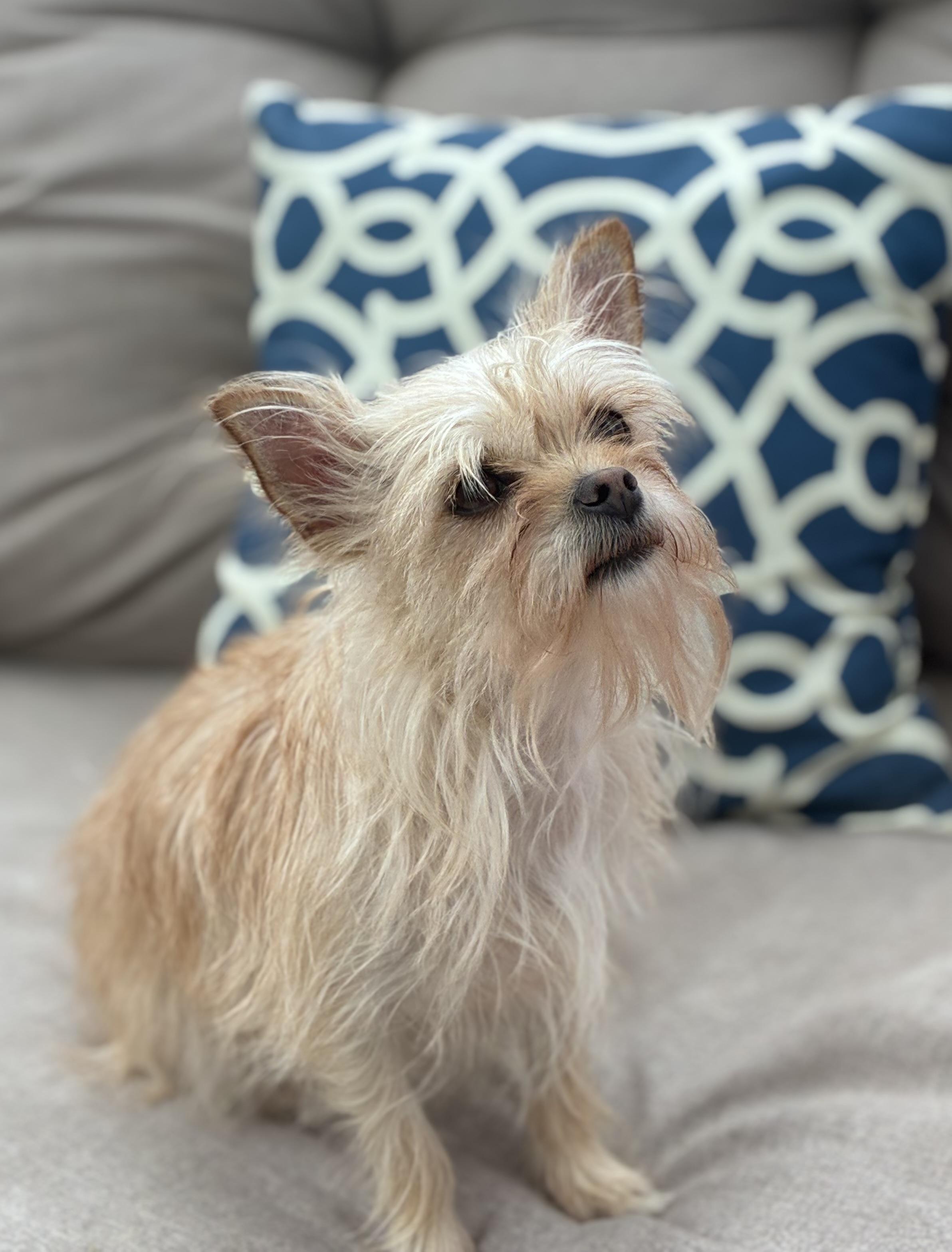 Enlarge Cinnomon, a ADOPTABLE mixed breed in Manahawkin, NJ image 1/3