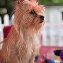Enlarge Cinnomon, a ADOPTABLE mixed breed in Manahawkin, NJ image 3/3