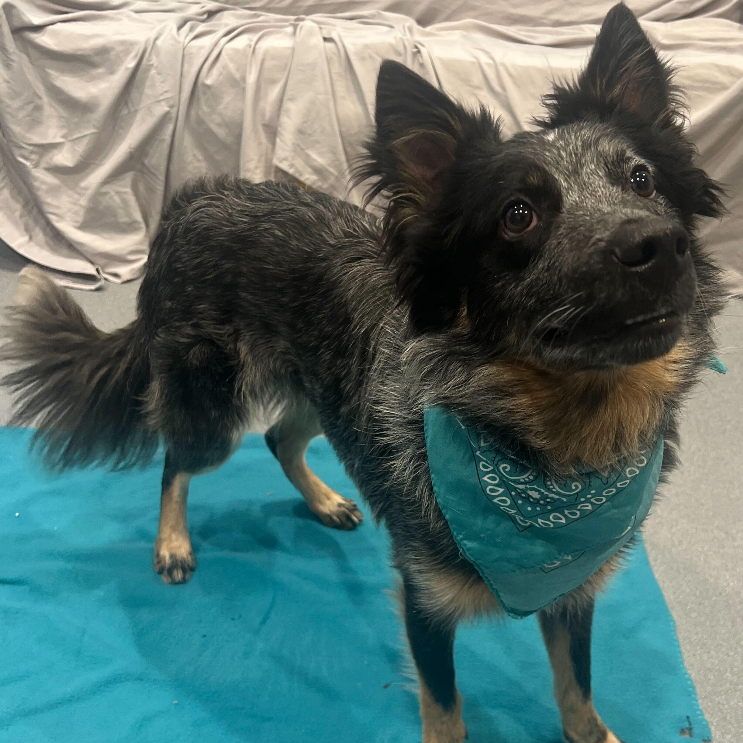 Jax, an adopted mixed breed in Canal Winchester, OH image 3/4