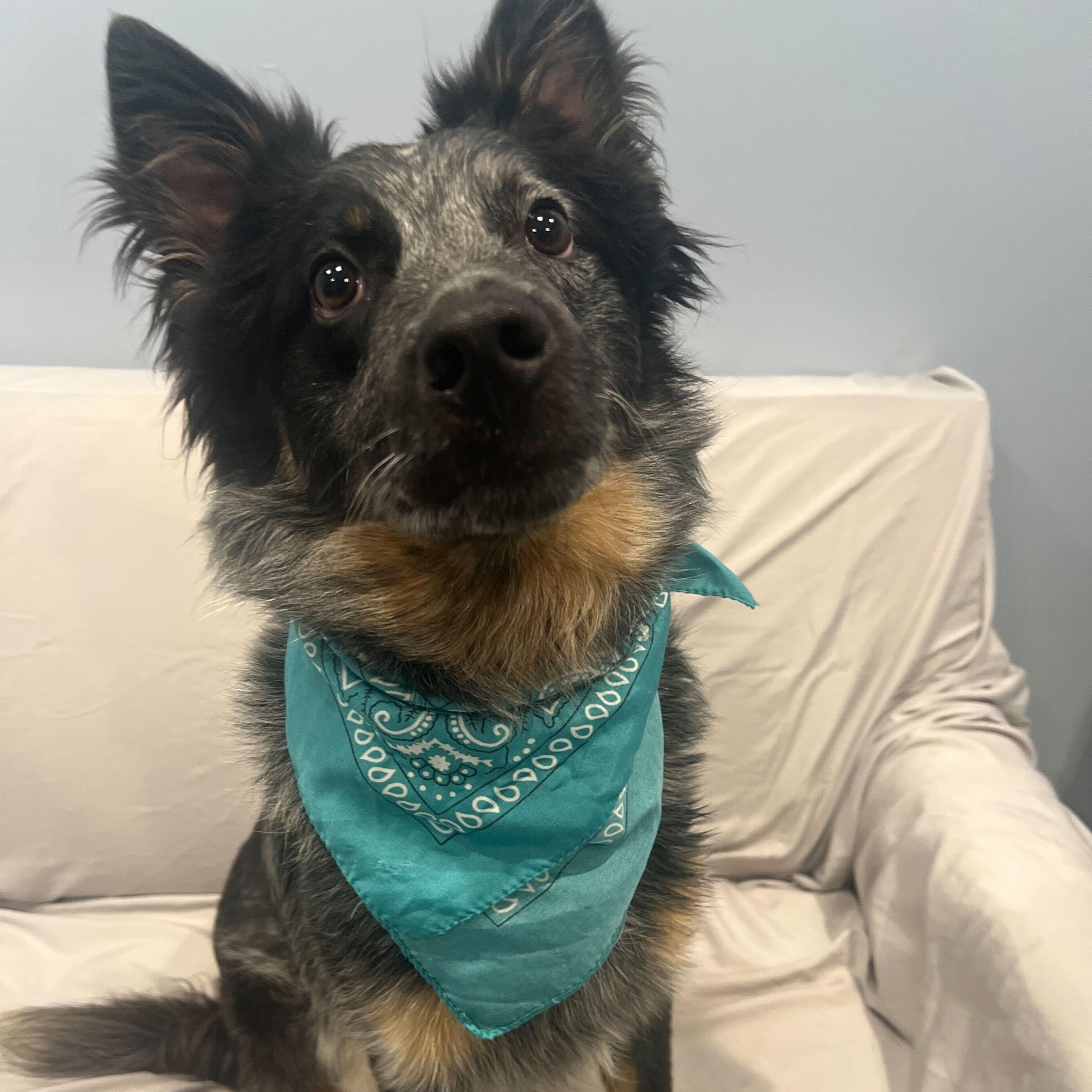 Jax, an adopted mixed breed in Canal Winchester, OH image 1/4