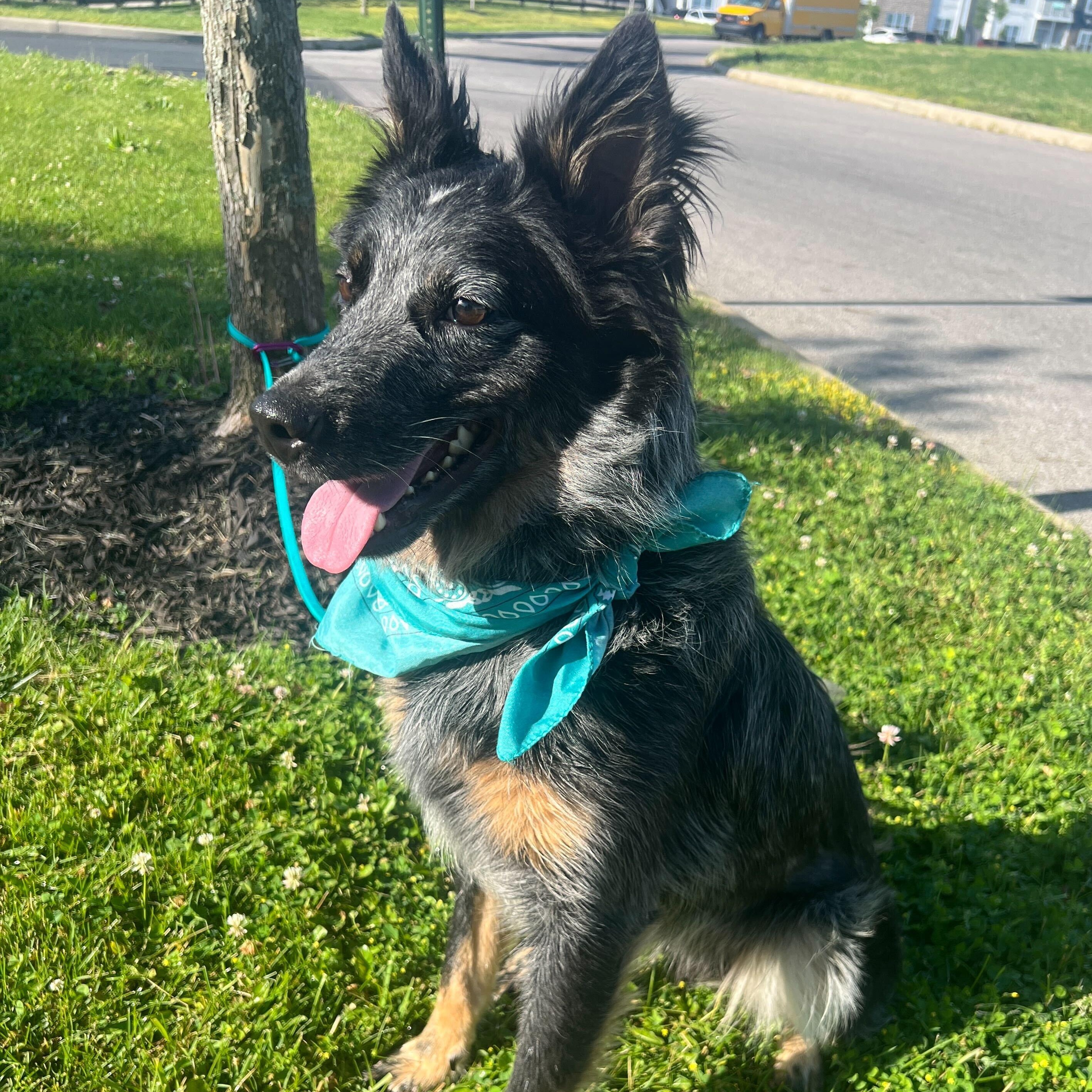 Jax, an adopted mixed breed in Canal Winchester, OH image 4/4