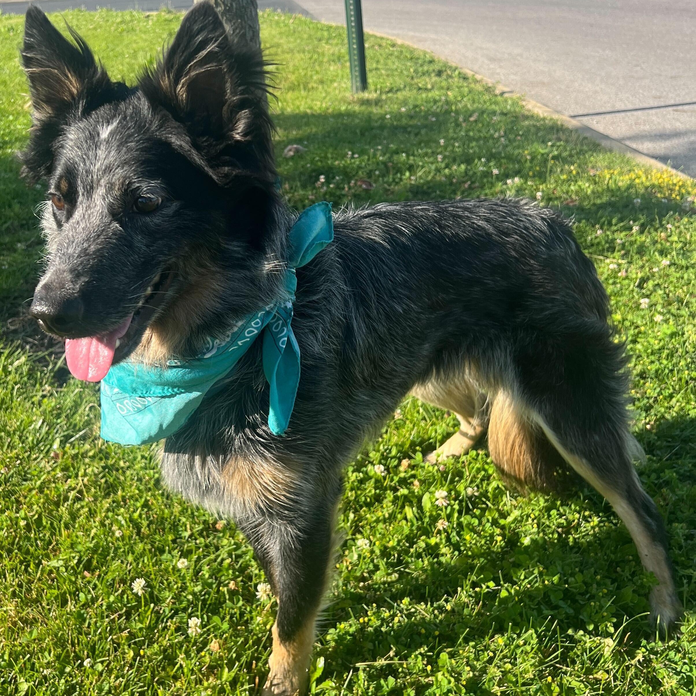 Jax, an adopted mixed breed in Canal Winchester, OH image 2/4