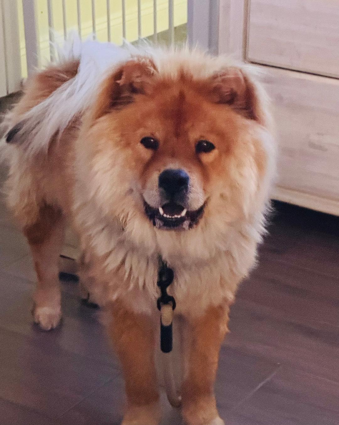 Haku in Las Vegas, adopted, Young Male Chow Chow.