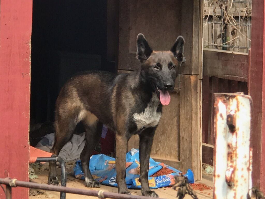 Hadley, a Adoptable Belgian Shepherd / Malinois in Austin, TX image 2/2