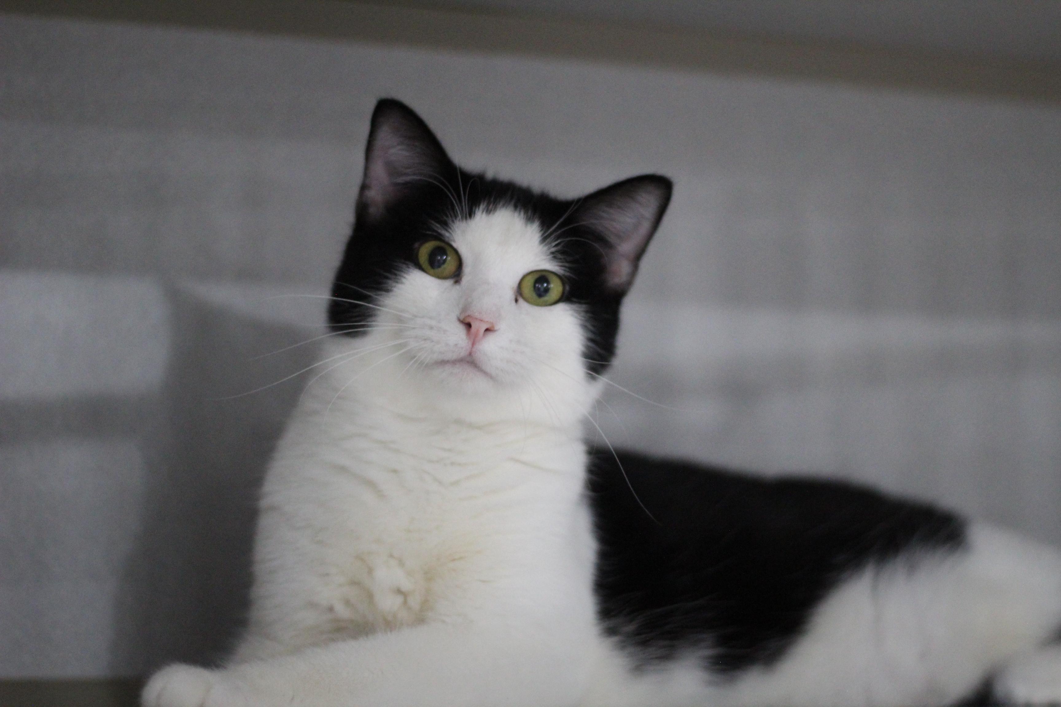 Milo, adopted, Adult Male Domestic Short Hair.