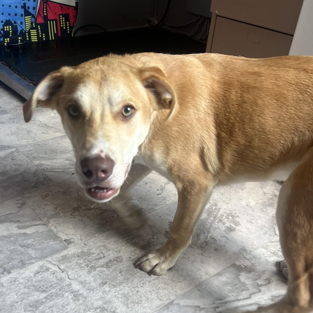 Enlarge Rusty, a Adoptable Mixed Breed in Oak Hill, WV image 1/1