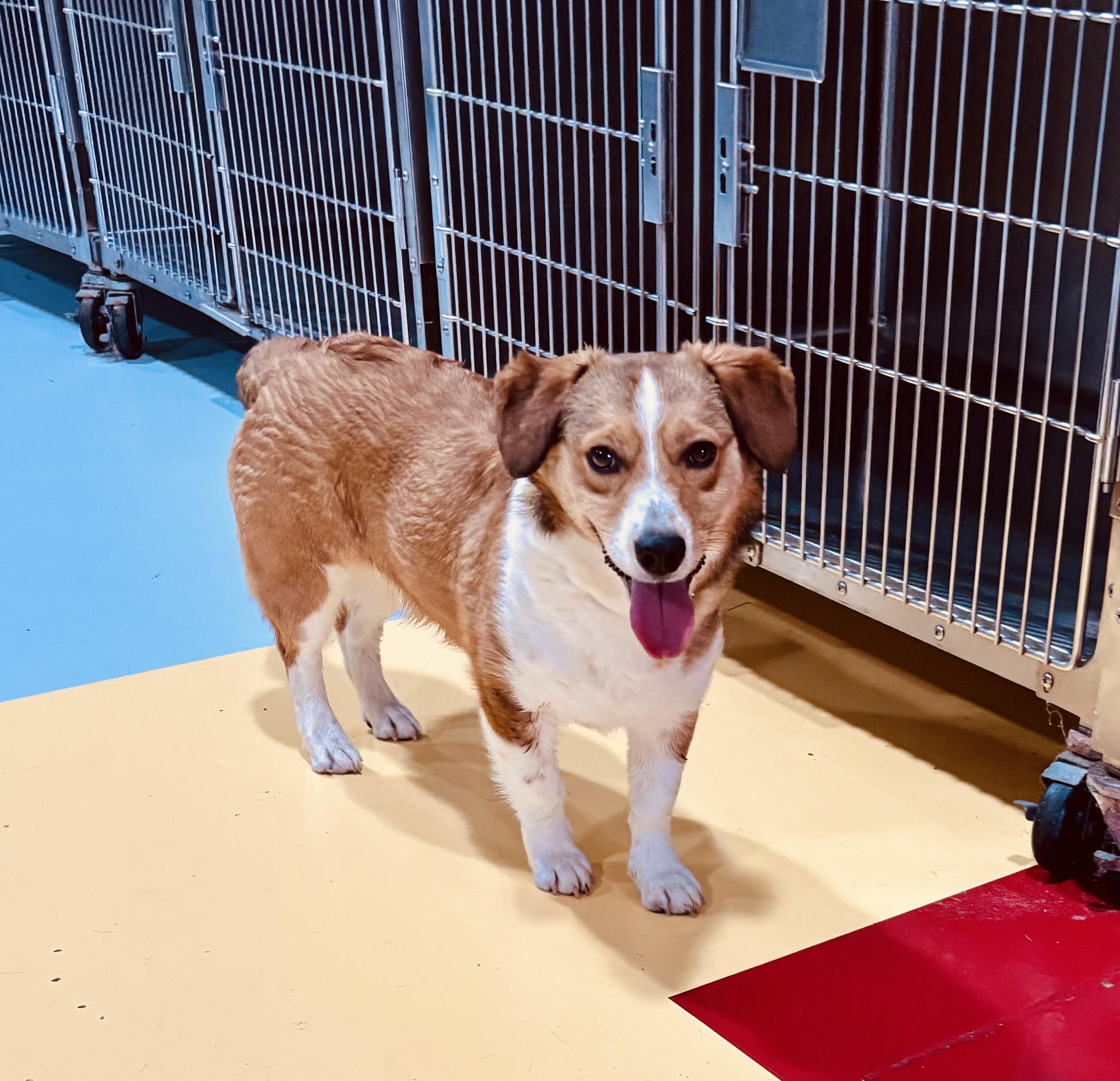 SUTTON!, adopted, Adult Male Corgi.