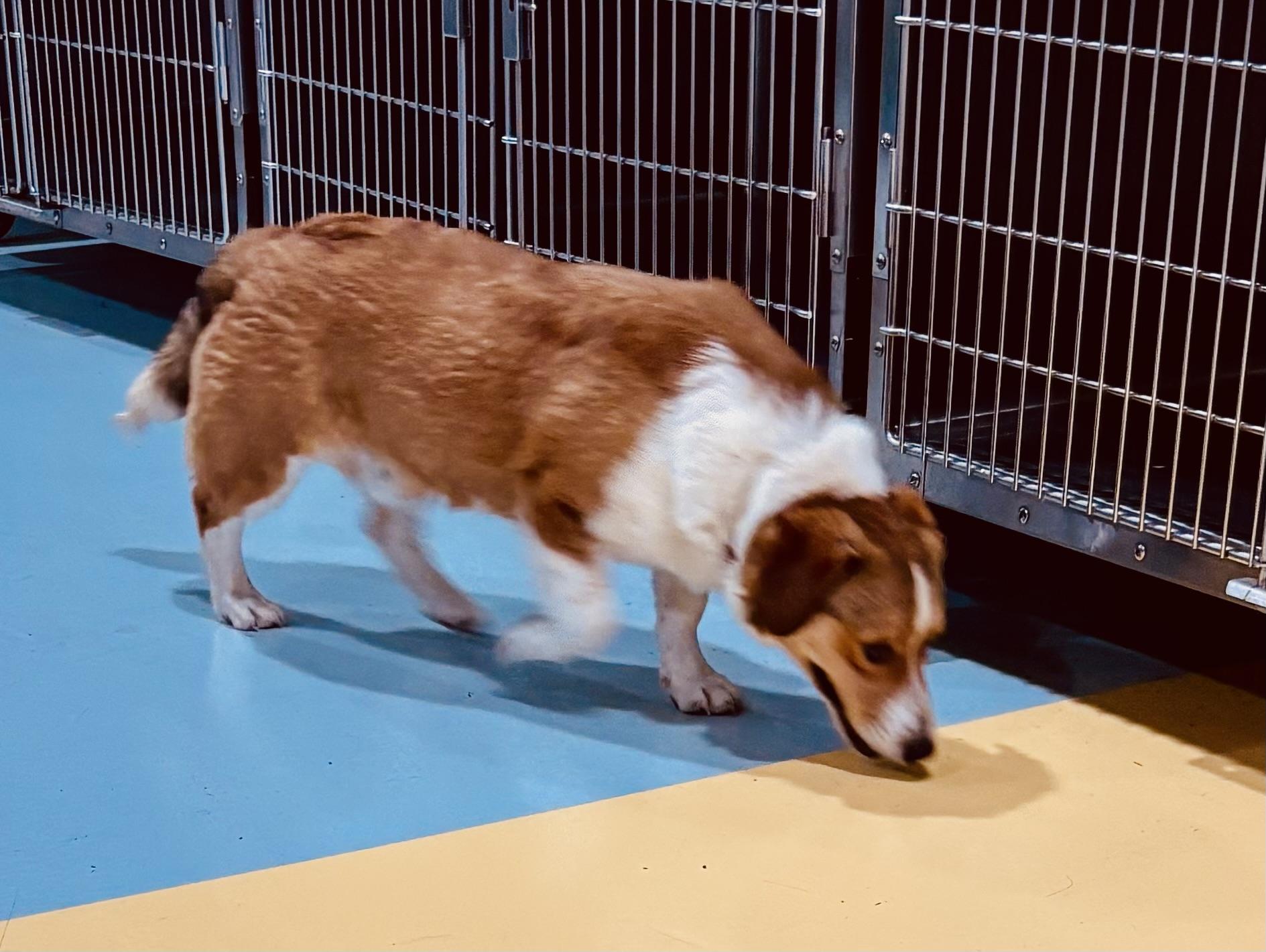 Enlarge SUTTON!, an adopted mixed breed in Owensboro, KY image 4/4