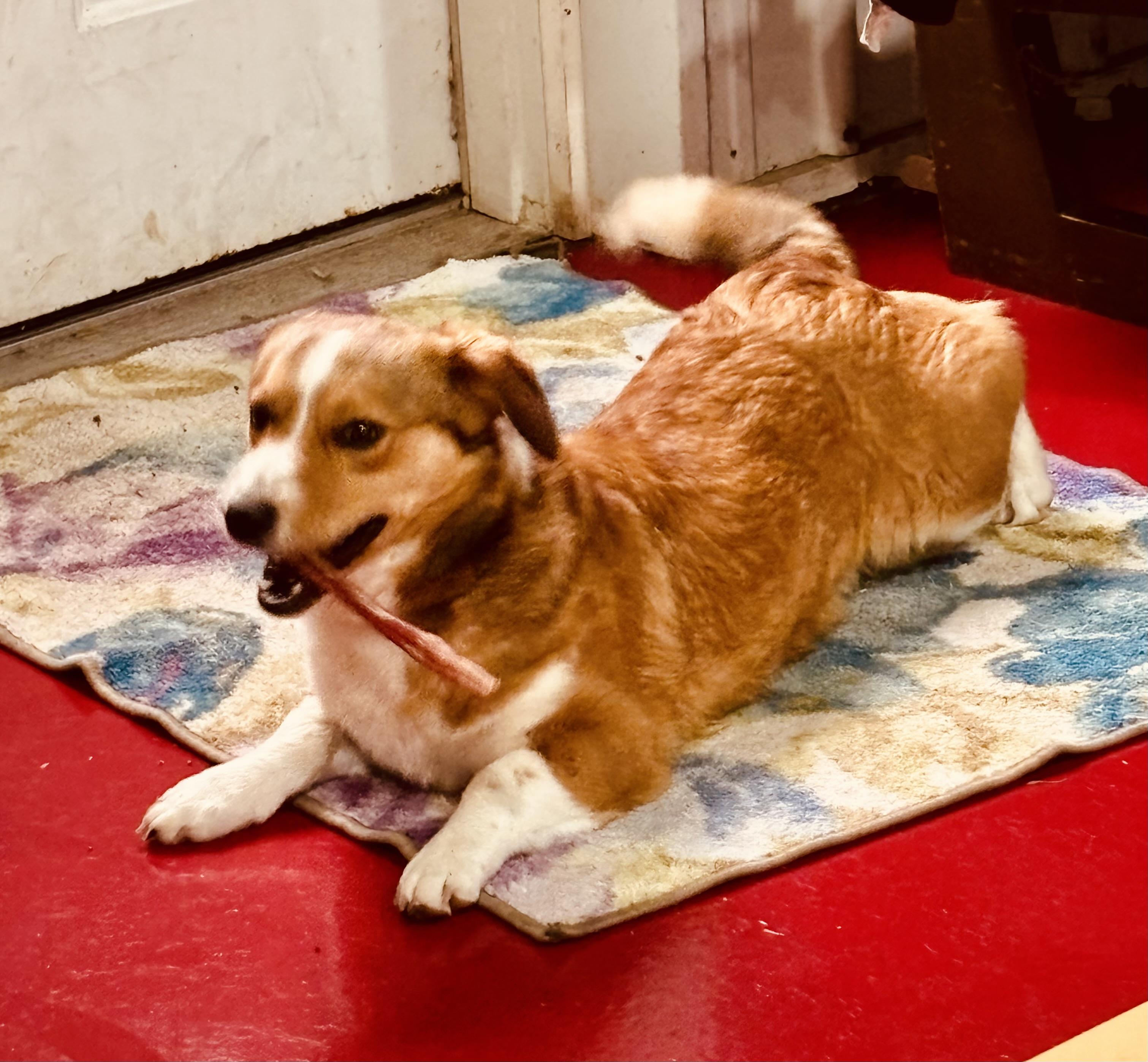 Enlarge SUTTON!, an adopted mixed breed in Owensboro, KY image 2/4