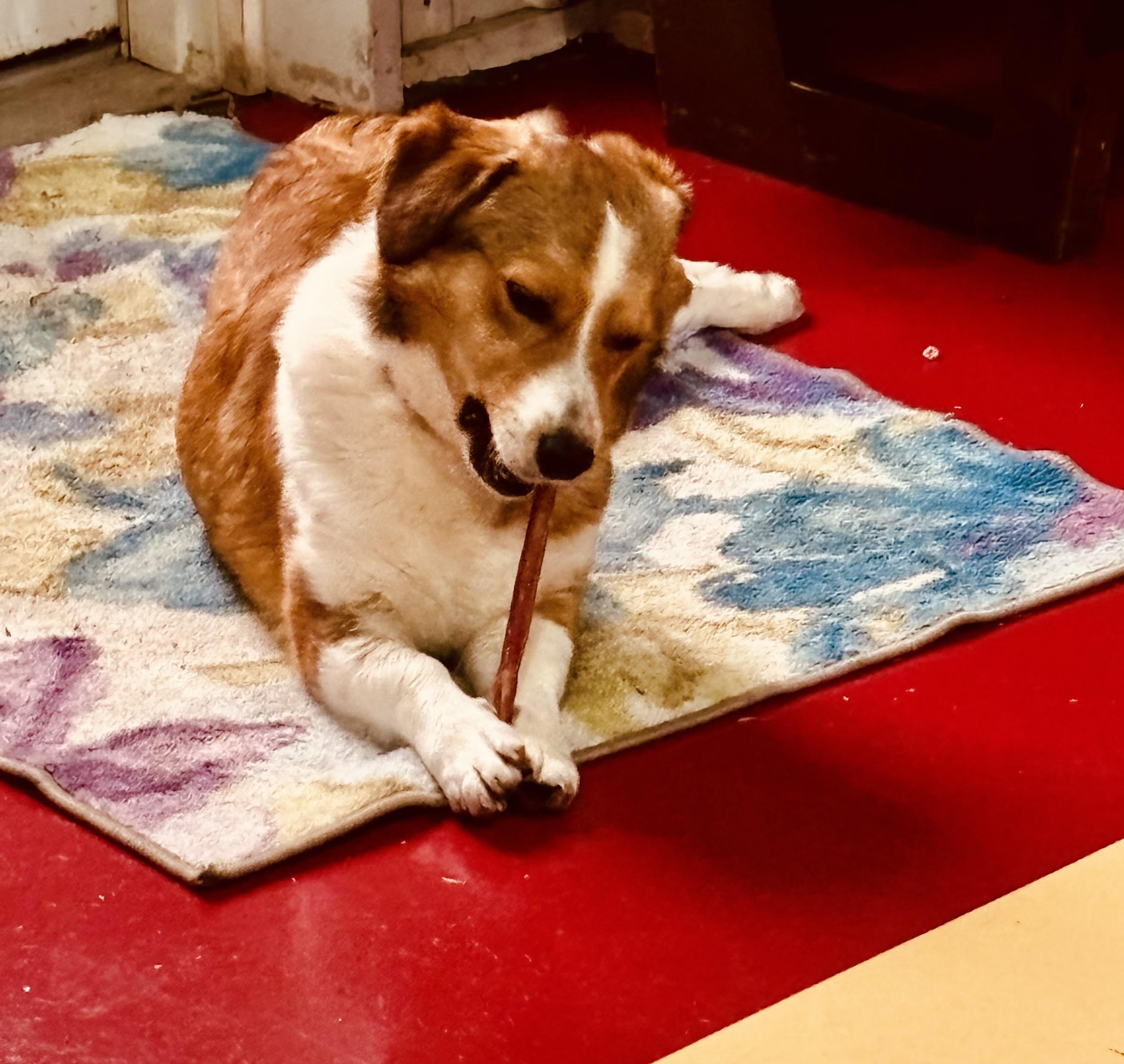 Enlarge SUTTON!, an adopted mixed breed in Owensboro, KY image 3/4