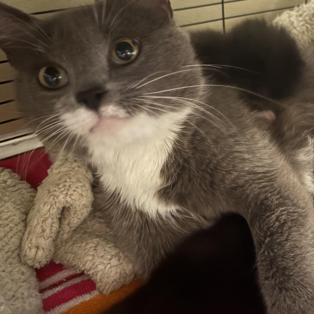 Cica Katze - AC, Adoptable, Adult Female Domestic Short Hair.