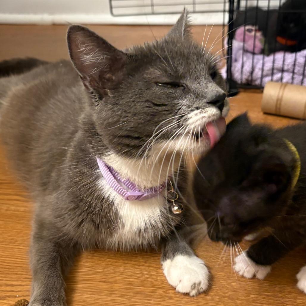 Cica Katze - AC, Adoptable, Adult Female Domestic Short Hair.