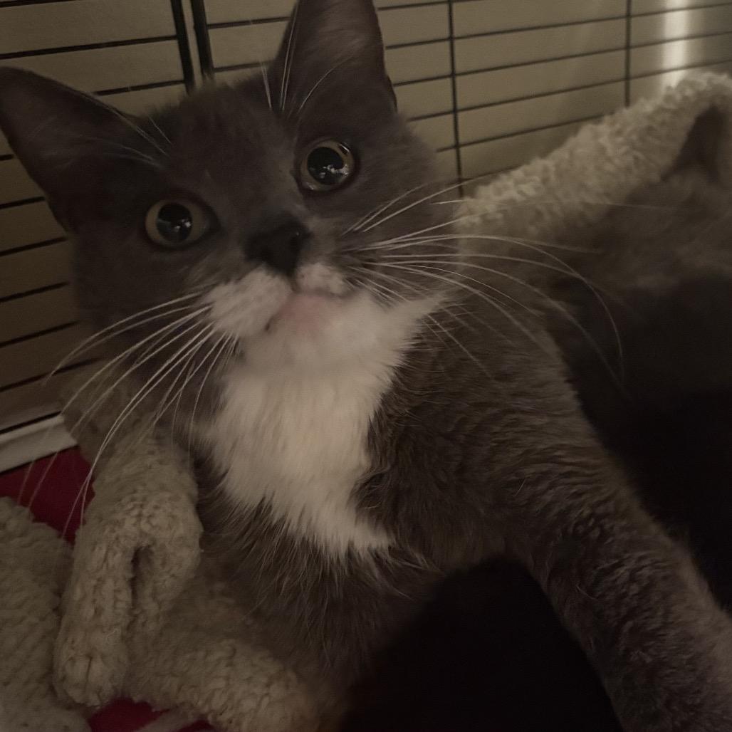 Cica Katze - AC, a Adoptable Domestic Short Hair in Tallahassee, FL image 2/6