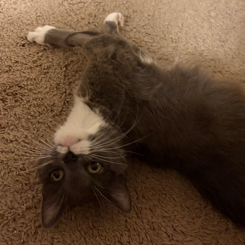 Cica Katze - AC, a Adoptable Domestic Short Hair in Tallahassee, FL image 3/6