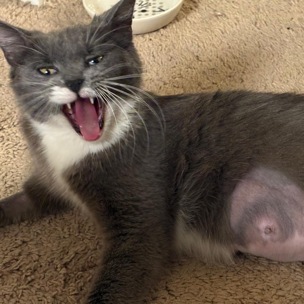 Enlarge Cica Katze - AC, a Adoptable Domestic Short Hair in Tallahassee, FL image 2/6