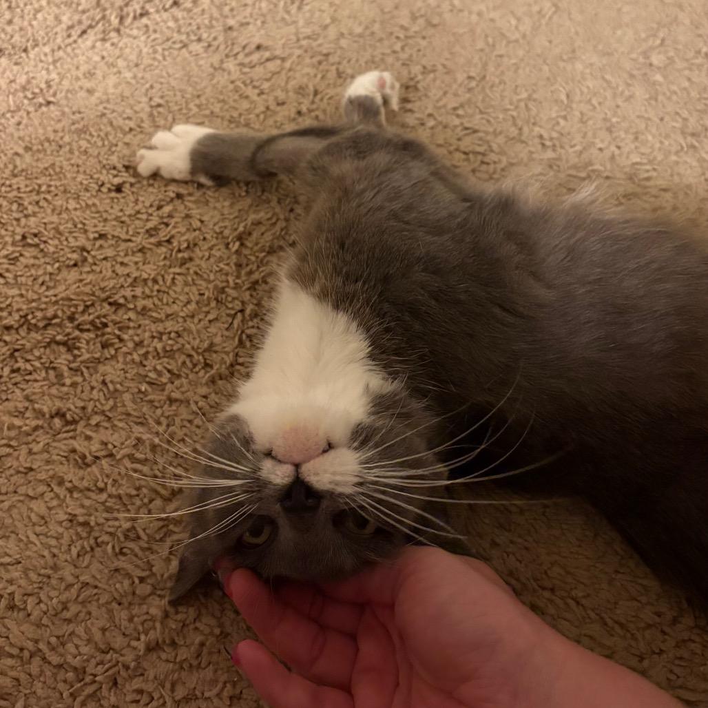 Enlarge Cica Katze - AC, a Adoptable Domestic Short Hair in Tallahassee, FL image 3/6