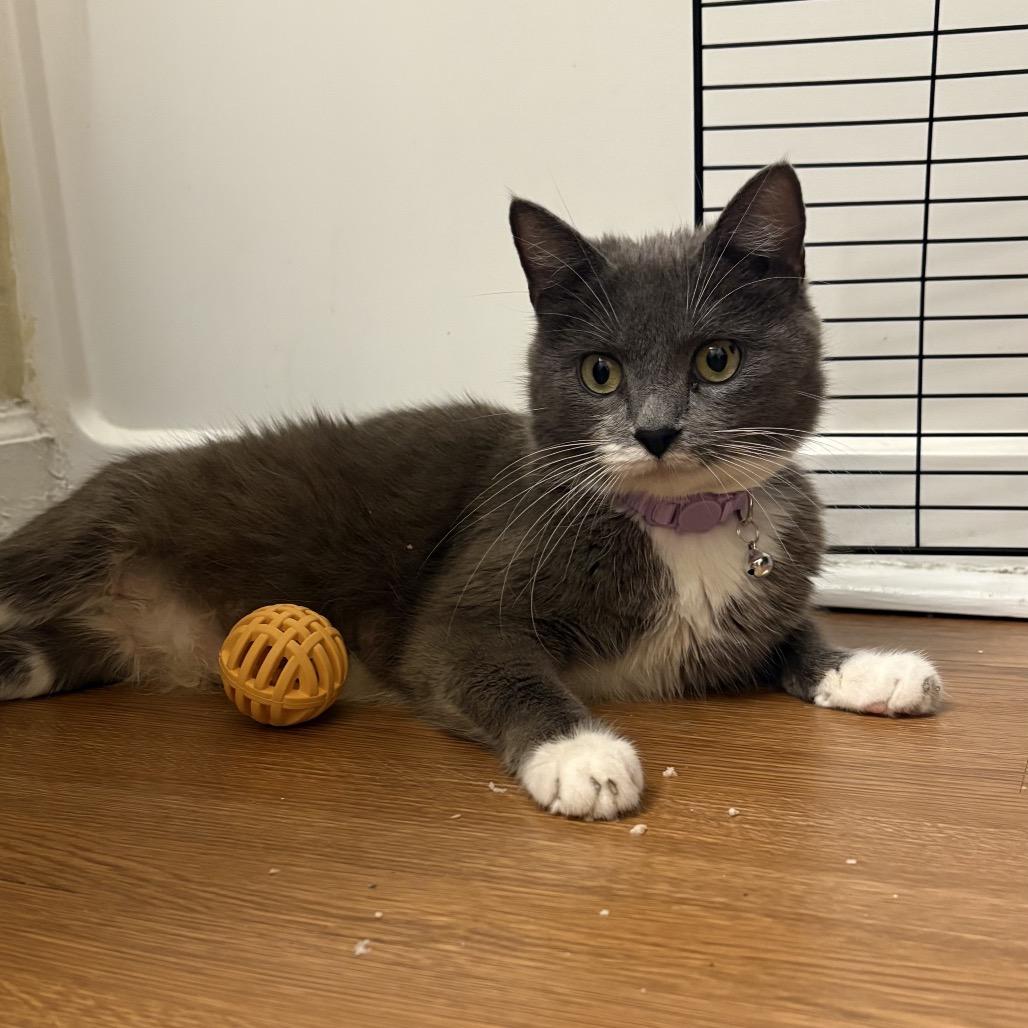 Cica Katze - AC, a Adoptable Domestic Short Hair in Tallahassee, FL image 4/6