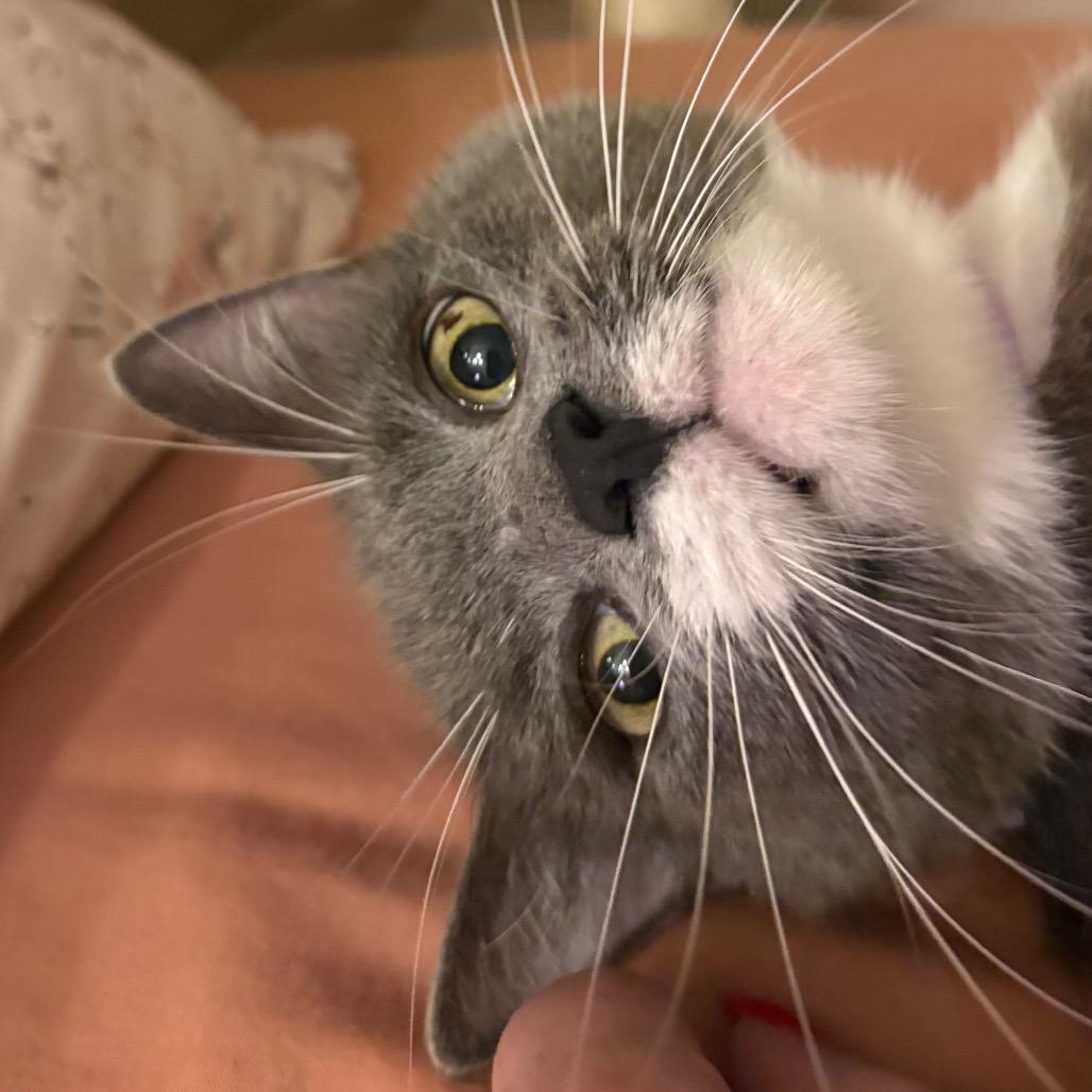 Enlarge Cica Katze - AC, a Adoptable Domestic Short Hair in Tallahassee, FL image 4/6
