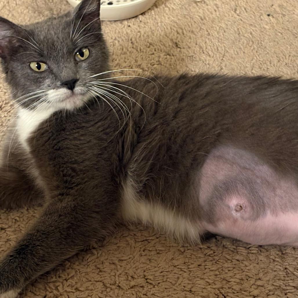 Cica Katze - AC, a Adoptable Domestic Short Hair in Tallahassee, FL image 5/6