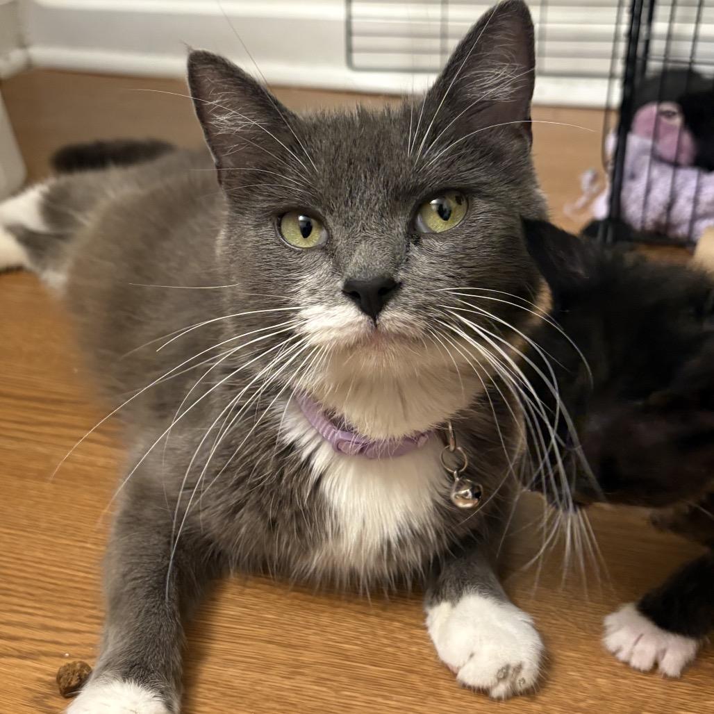 Cica Katze - AC, a Adoptable Domestic Short Hair in Tallahassee, FL image 6/6