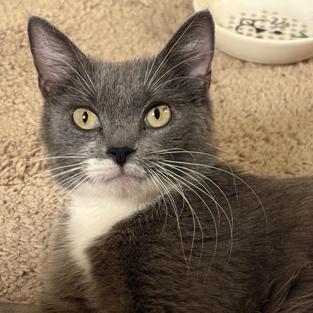 Enlarge Cica Katze - AC, a Adoptable Domestic Short Hair in Tallahassee, FL image 6/6