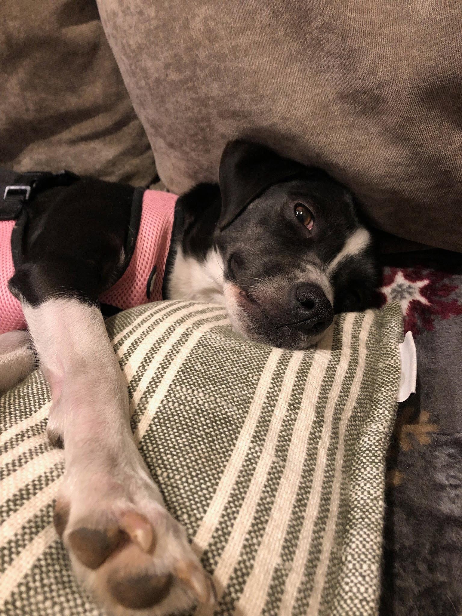 Freda, Adopted, Adult Female Terrier.