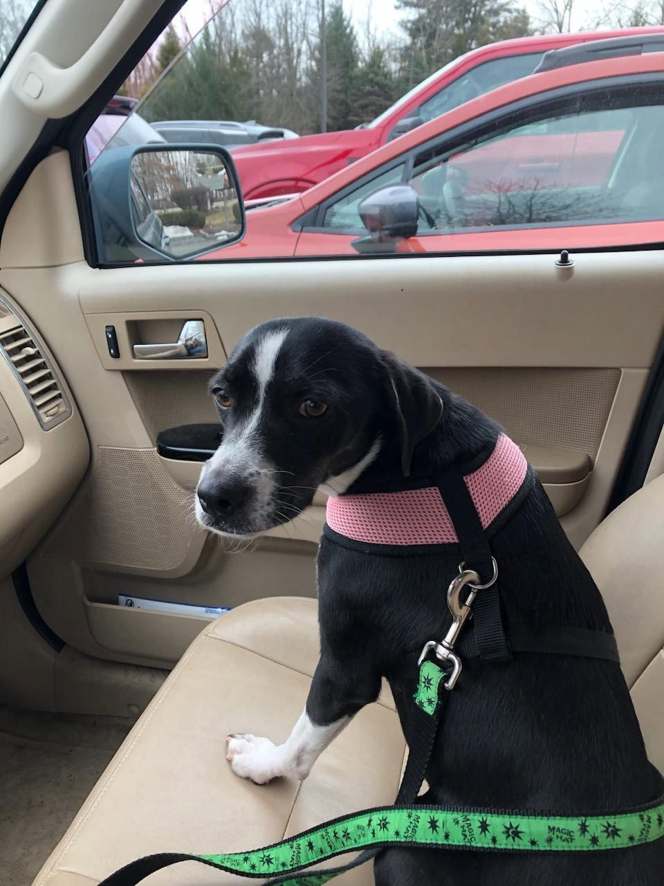 Enlarge Freda, a Adopted Terrier in Tarrytown, GA image 2/3