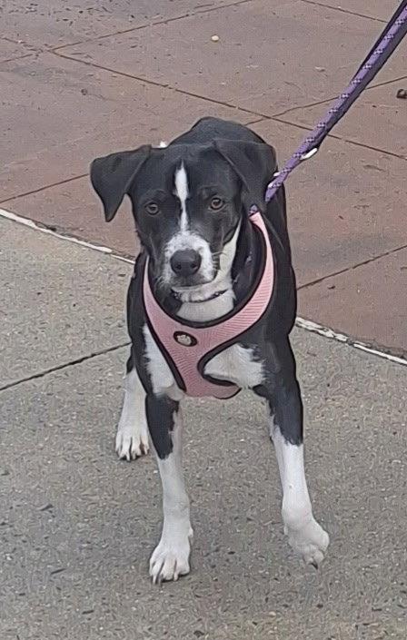 Enlarge Freda, a Adopted Terrier in Tarrytown, GA image 3/3