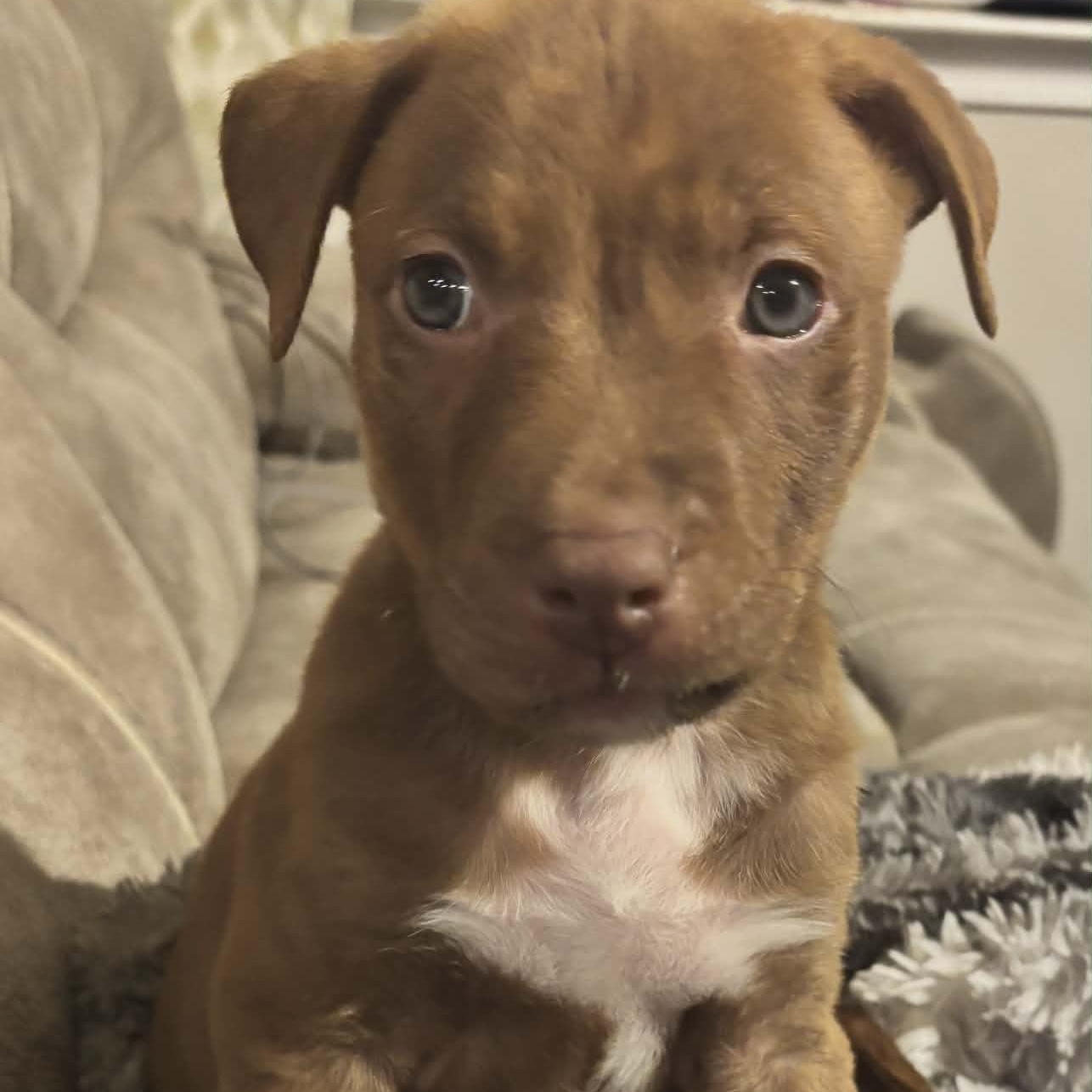 Enlarge Jingle, an adopted mixed breed in Waxhaw, NC image 5/6