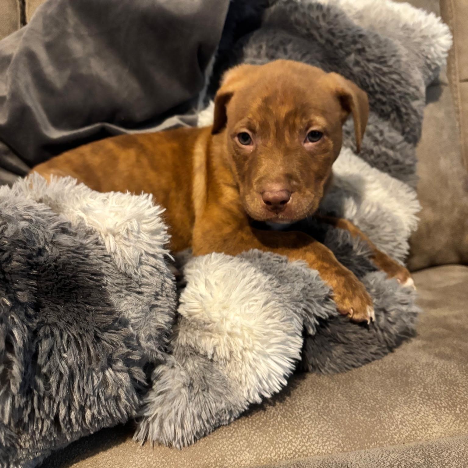 Enlarge Jingle, an adopted mixed breed in Waxhaw, NC image 4/6