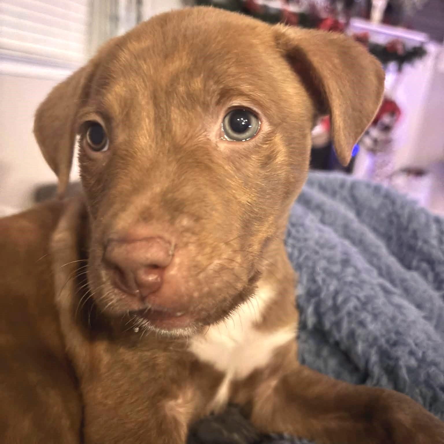 Enlarge Jingle, an adopted mixed breed in Waxhaw, NC image 2/6