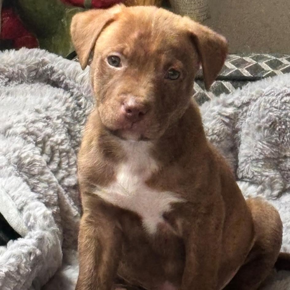 Jingle, ADOPTABLE, Puppy Male Retriever & Terrier.