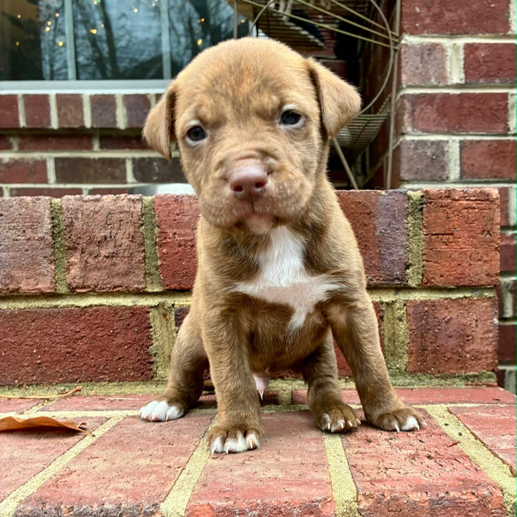 Jingle, ADOPTABLE, Puppy Male Retriever & Terrier.