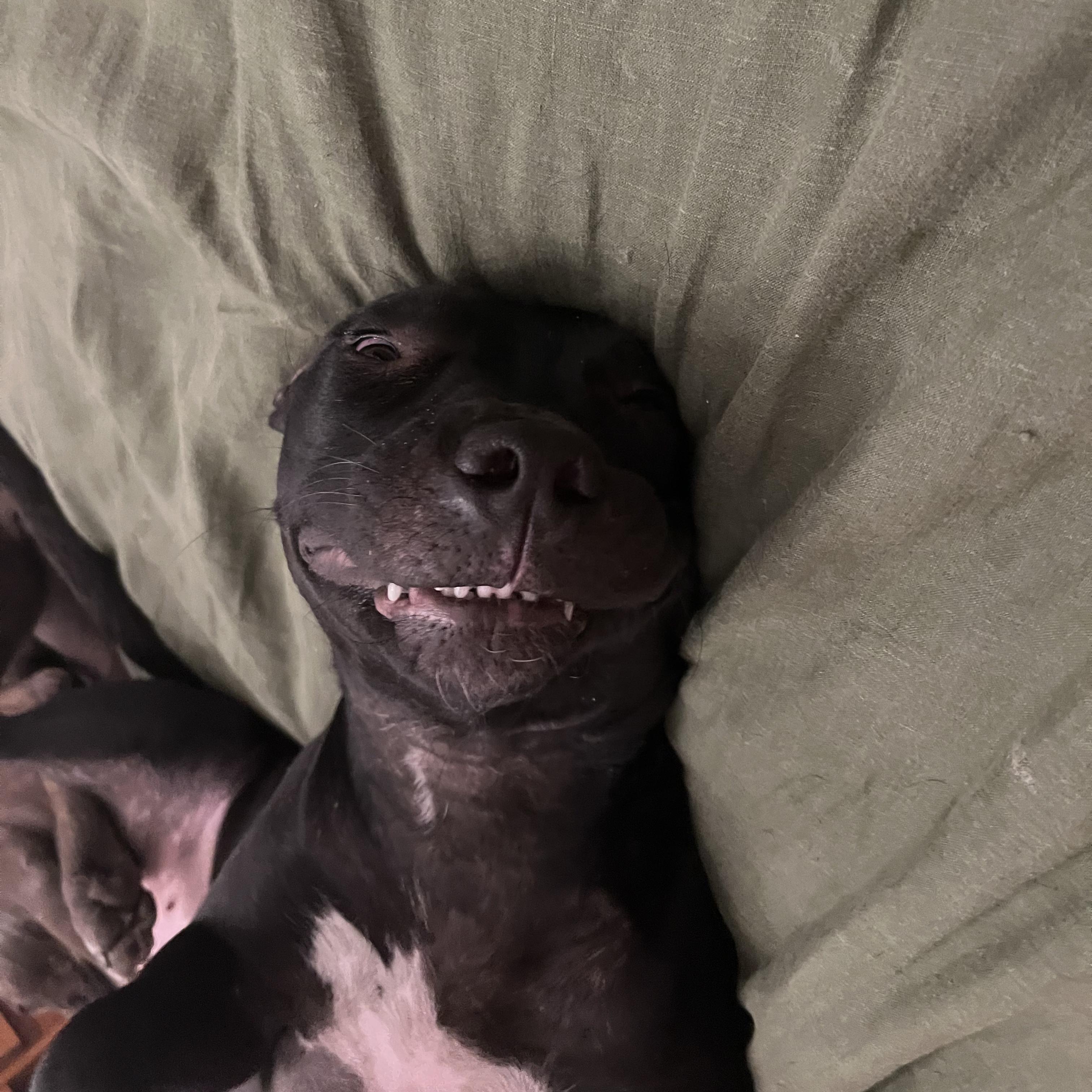 Enlarge Olive, a Adoptable mixed breed in La Mesa, CA image 5/6