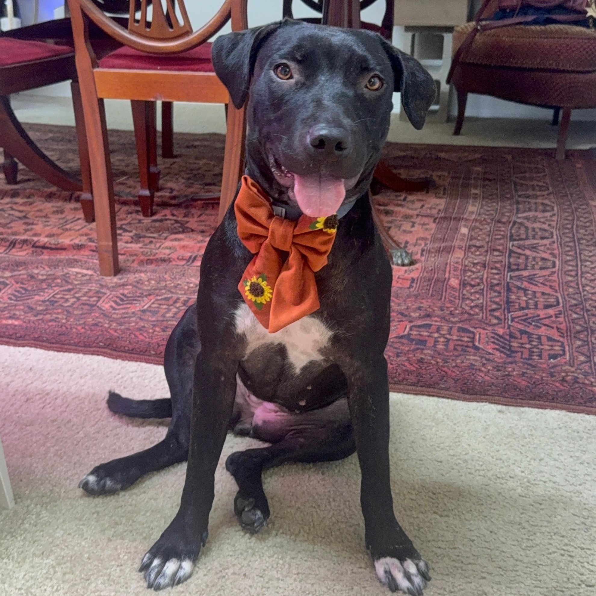 Enlarge Olive, a Adoptable mixed breed in La Mesa, CA image 2/6