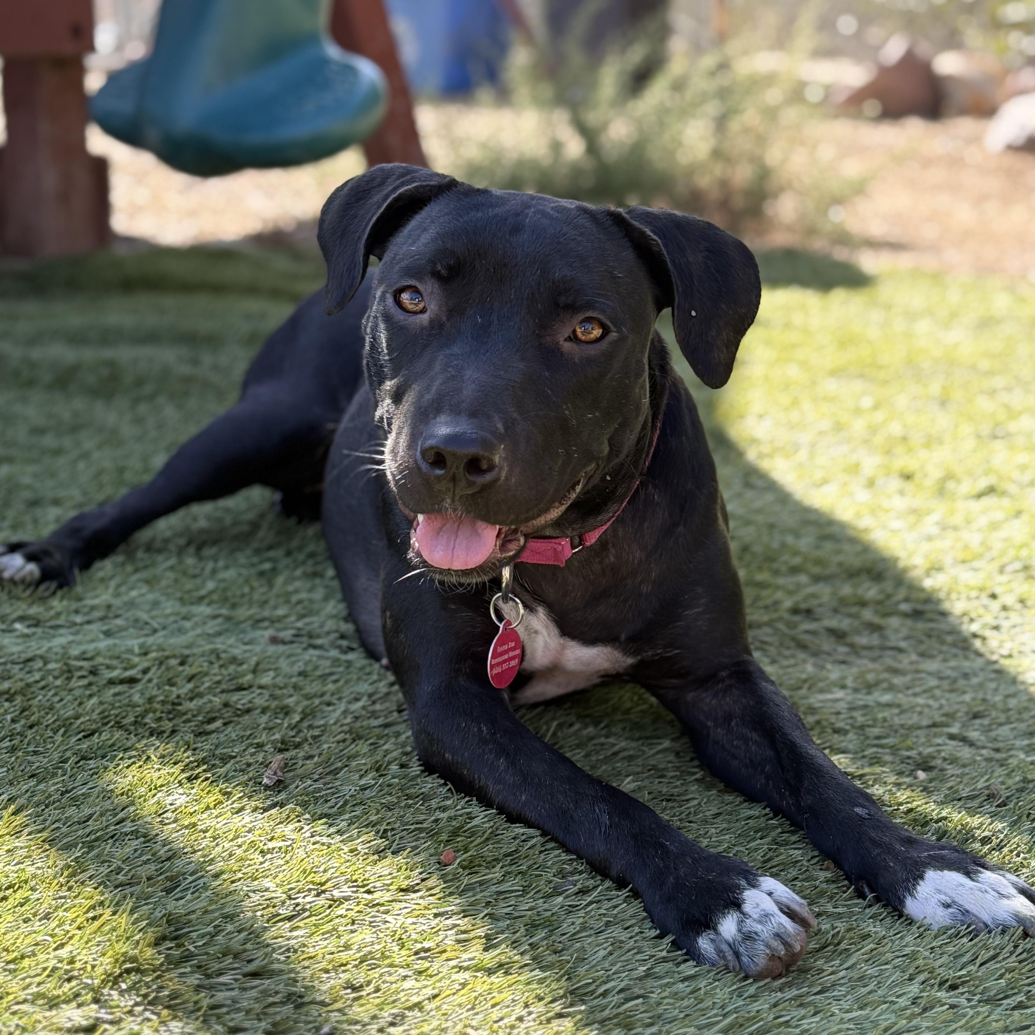 Enlarge Olive, a Adoptable mixed breed in La Mesa, CA image 1/6