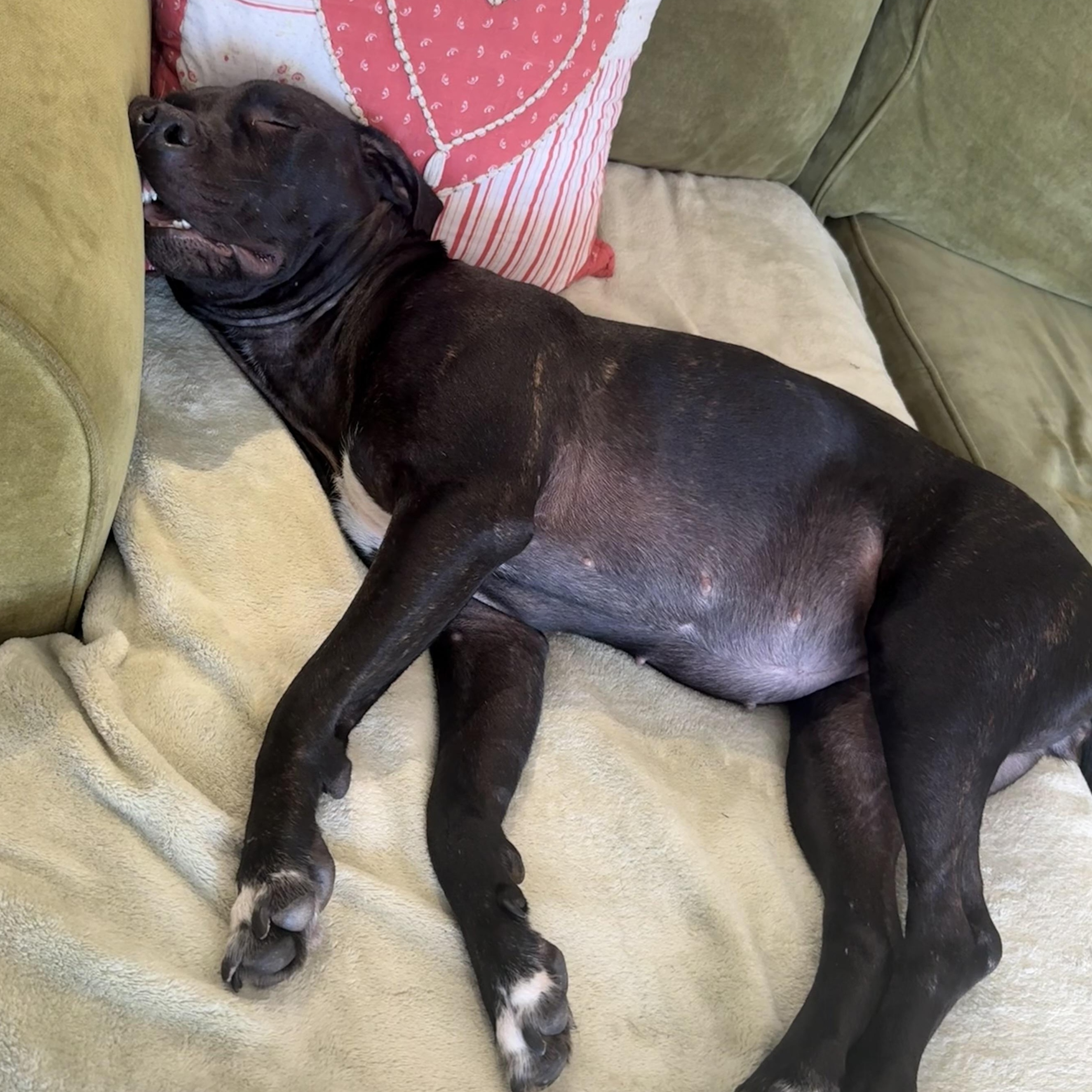 Enlarge Olive, a Adoptable mixed breed in La Mesa, CA image 3/6