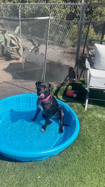 Enlarge Olive, a Adoptable mixed breed in La Mesa, CA video 6/6