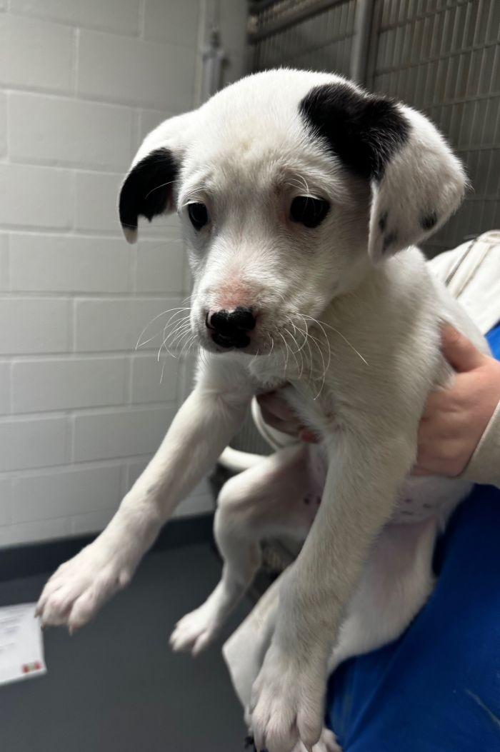 Kelly, adopted, Puppy Female Australian Cattle Dog / Blue Heeler.