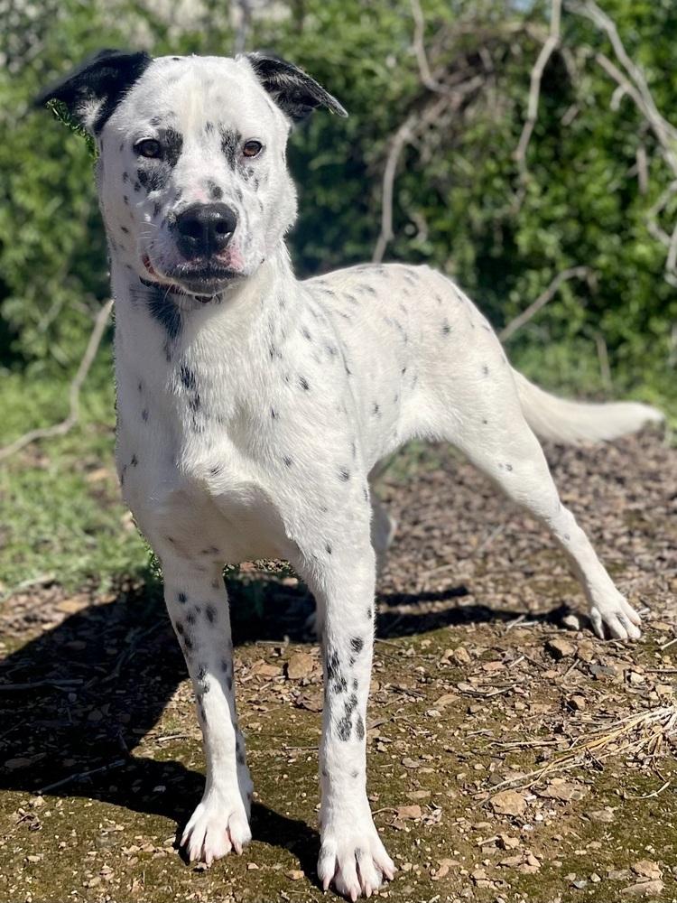 Enlarge Jerry, a Adoptable mixed breed in Jamestown, CA image 1/5