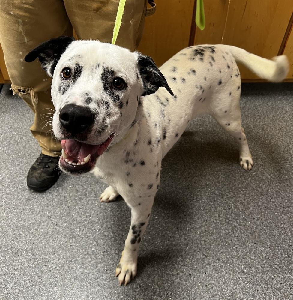 Enlarge Jerry, a Adoptable mixed breed in Jamestown, CA image 2/5