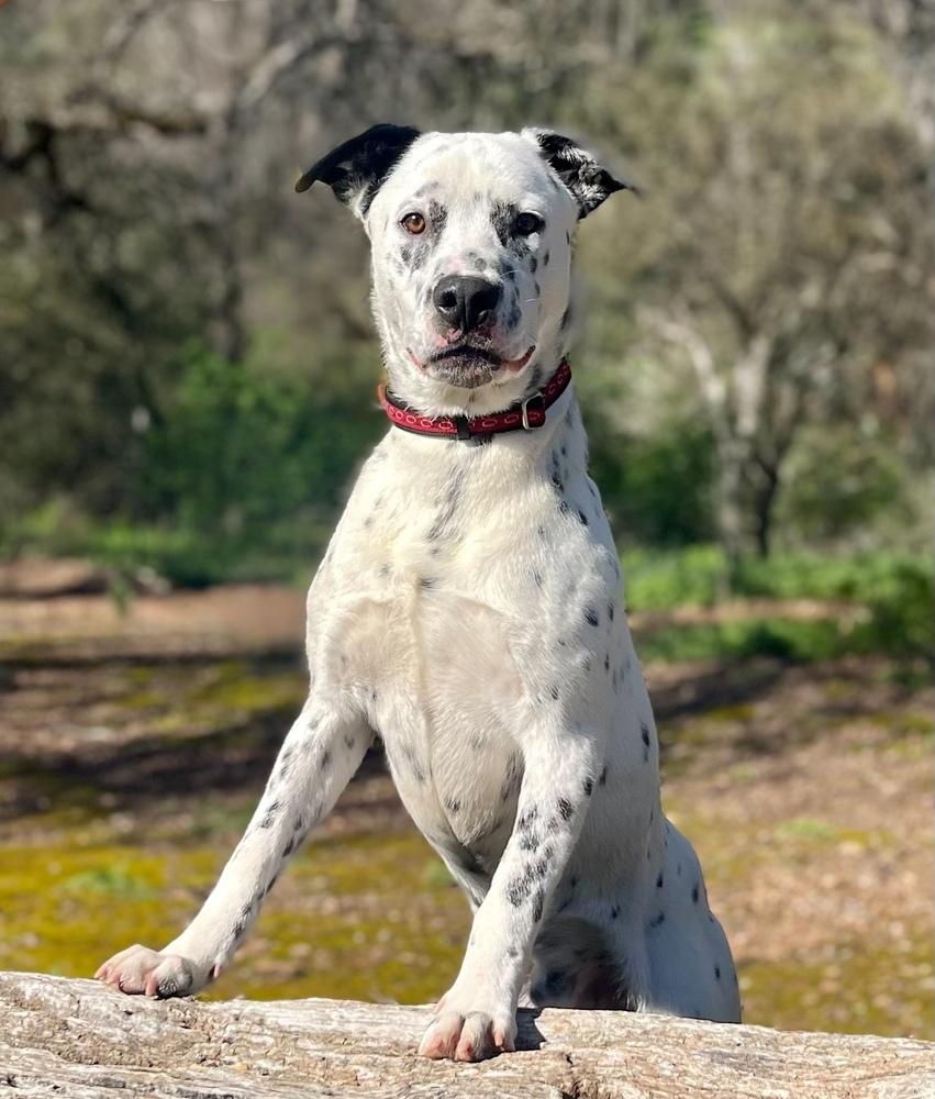 Enlarge Jerry, a Adoptable mixed breed in Jamestown, CA image 3/5
