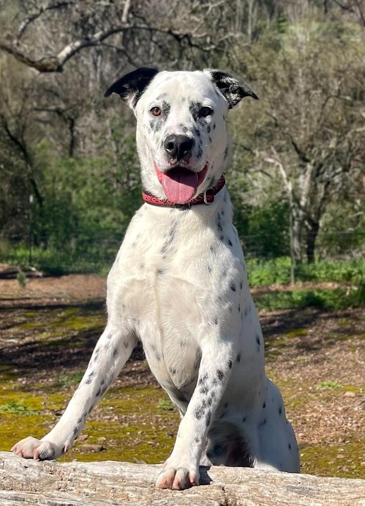 Enlarge Jerry, a Adoptable mixed breed in Jamestown, CA image 4/5