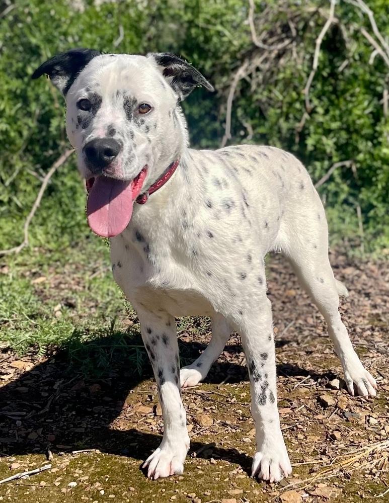 Enlarge Jerry, a Adoptable mixed breed in Jamestown, CA image 5/5