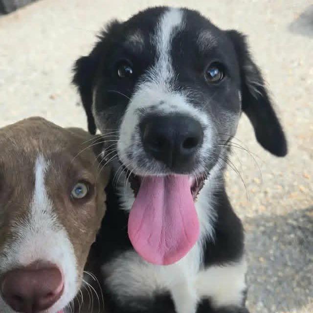 Fall Pup: Maple, Adoptable, Puppy Female Collie & Mixed Breed.