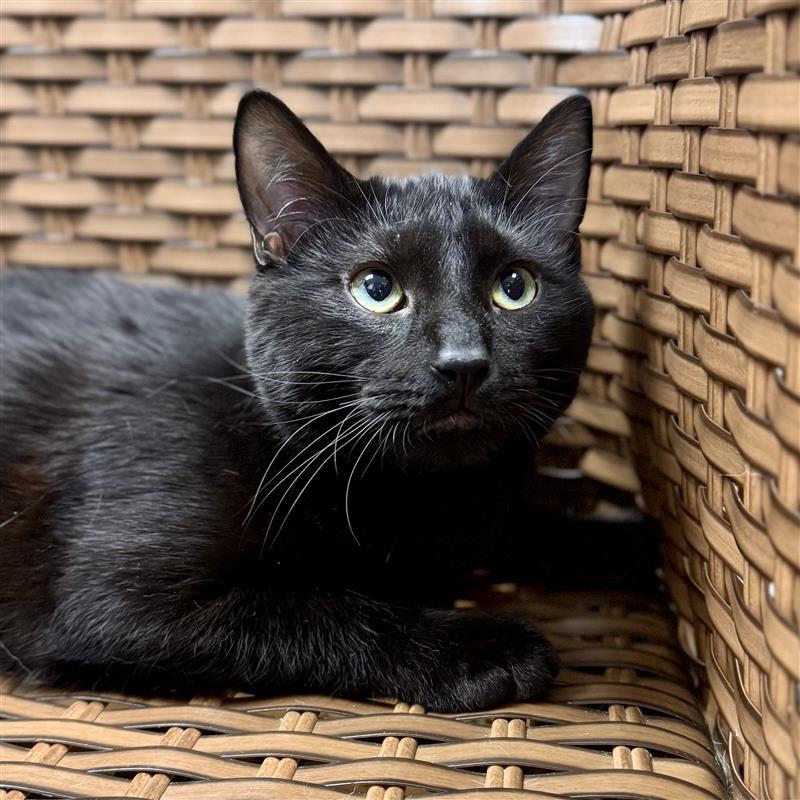 Gilmore - STRAY, an adopted Domestic Short Hair in Midland, MI image 4/5